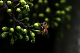 A close-up shot of a bee perched on a cluster of small, green, budding flowers. The scene is rich in texture with the glistening surface of the buds, and the intricate details of the bee's body are highlighted.