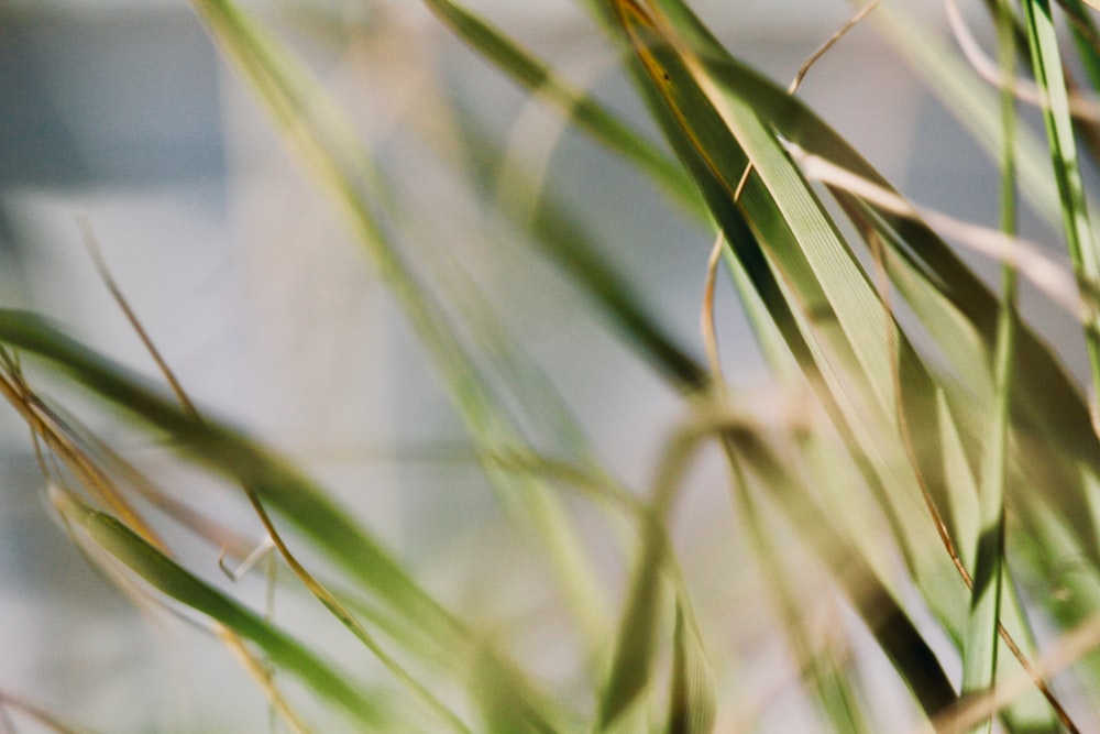 a close up of some grass with a blurry background