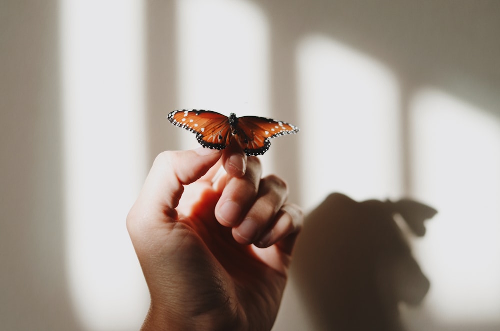 brown and black butterfly