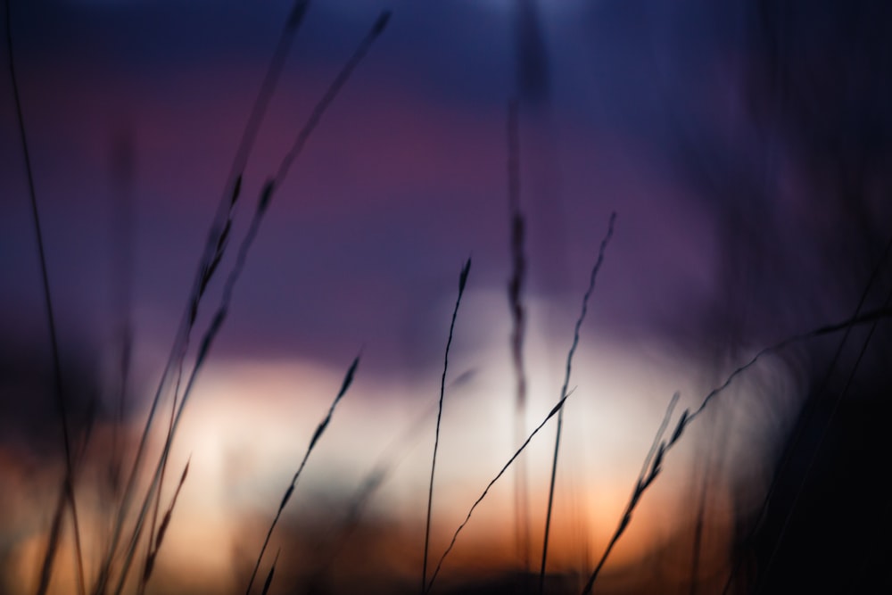 a blurry photo of some grass with a sky in the background