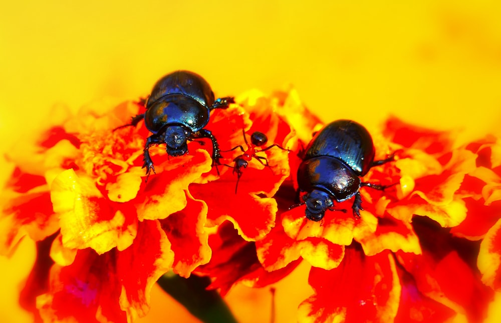two black bugs on orange flowers
