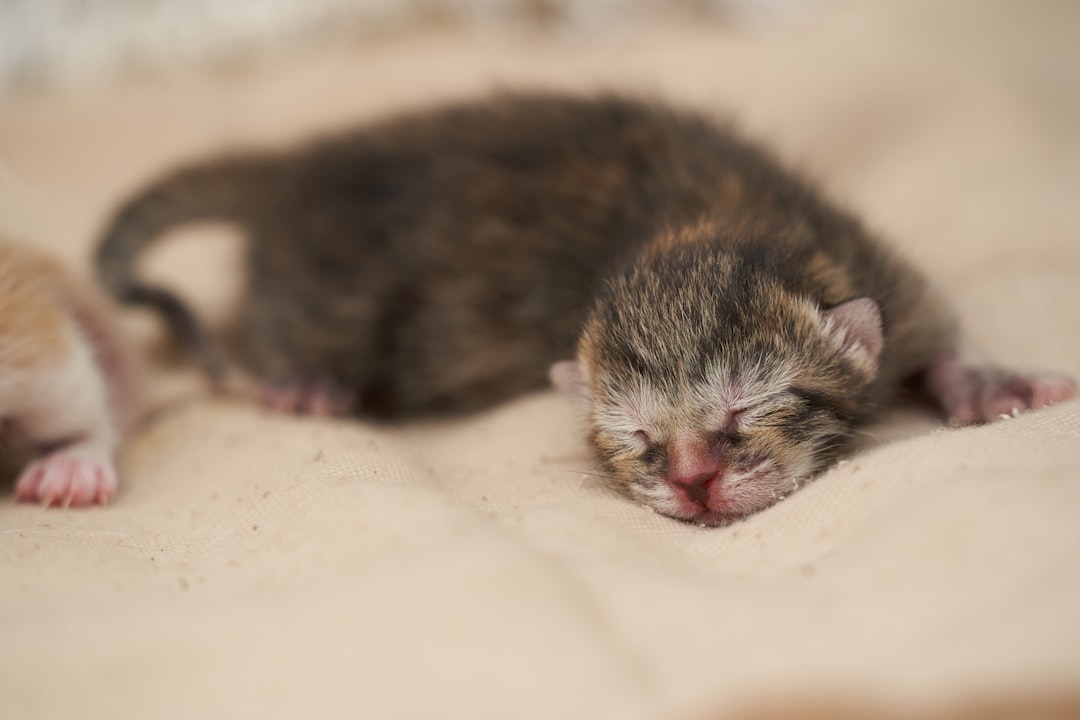 kitten lying on beige clth