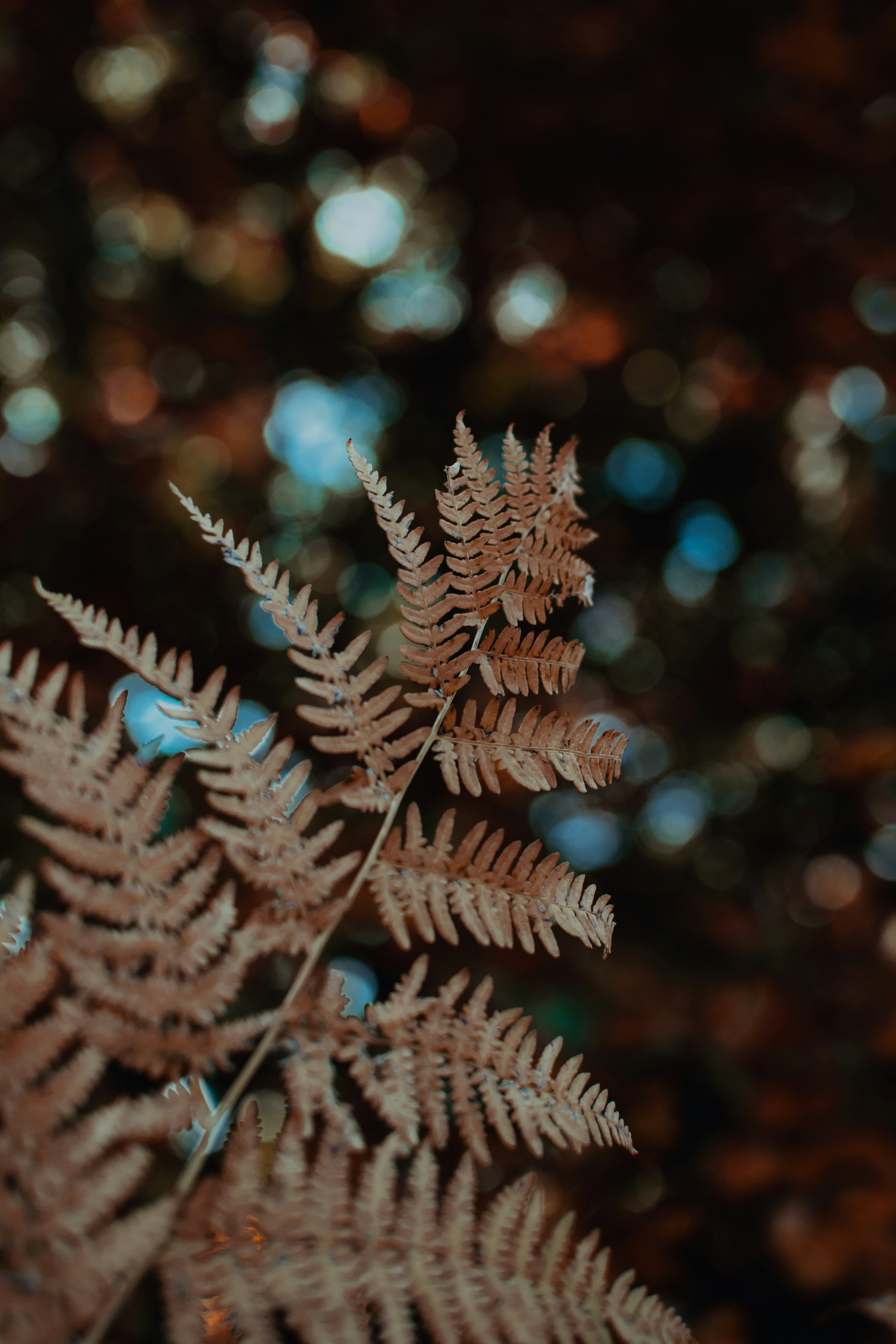 Photo by arnold_nagy