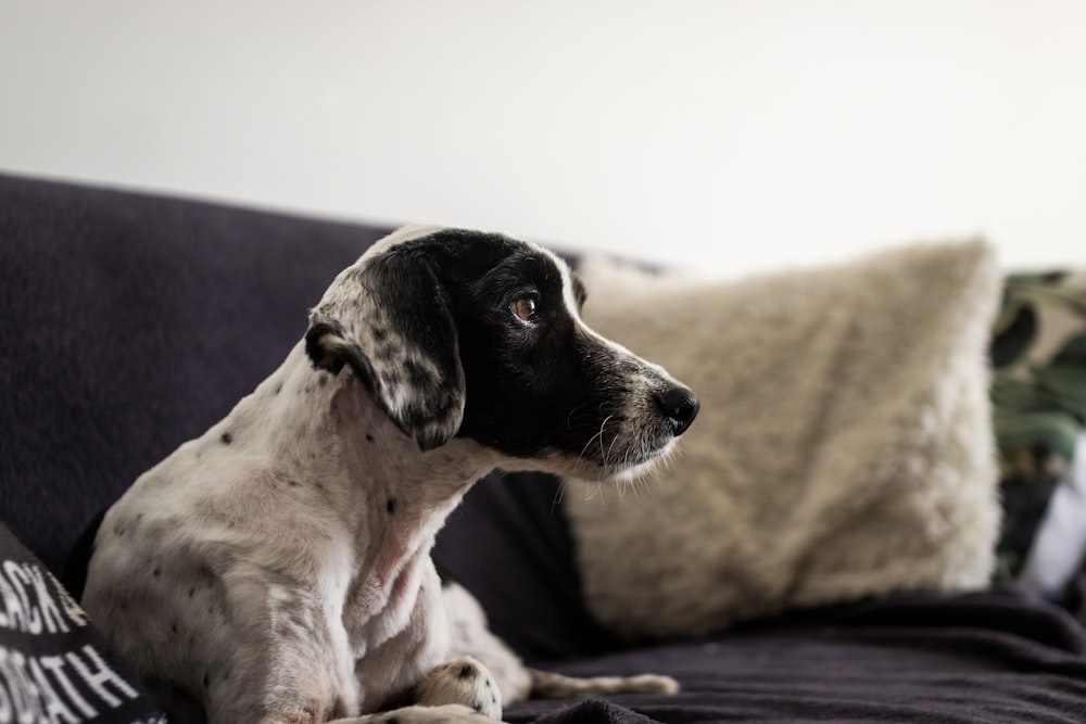 short-coated dog on sofa