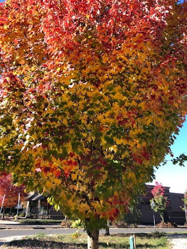 A vibrant tree with leaves displaying a variety of autumn colors, including red, yellow, and green. The background shows parts of a street and a building, with other trees visible in the distance.