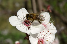 A honeybee rests on a delicate white flower, its wings glistening in the sunlight. The flower has a cluster of tiny red stamens, and a soft green blurred background complements the scene.