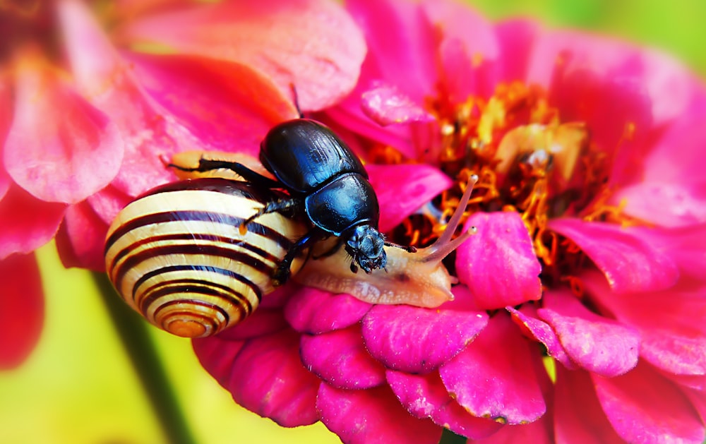 macro photo of bug on petaled flower