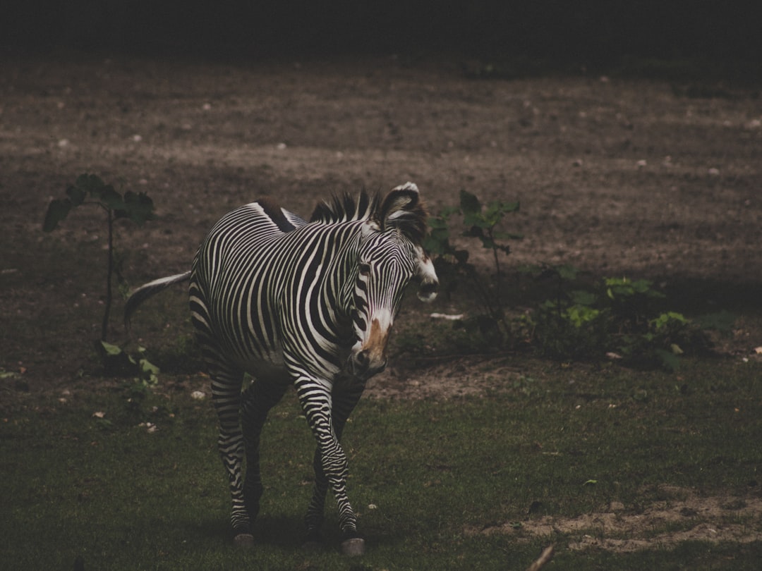 zebra walking on grass