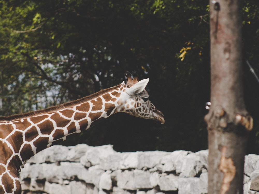 Selektives Fokusfoto der Giraffe