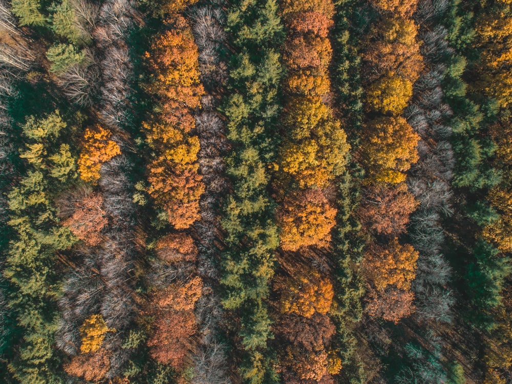 Fotografía aérea del campo de la planta