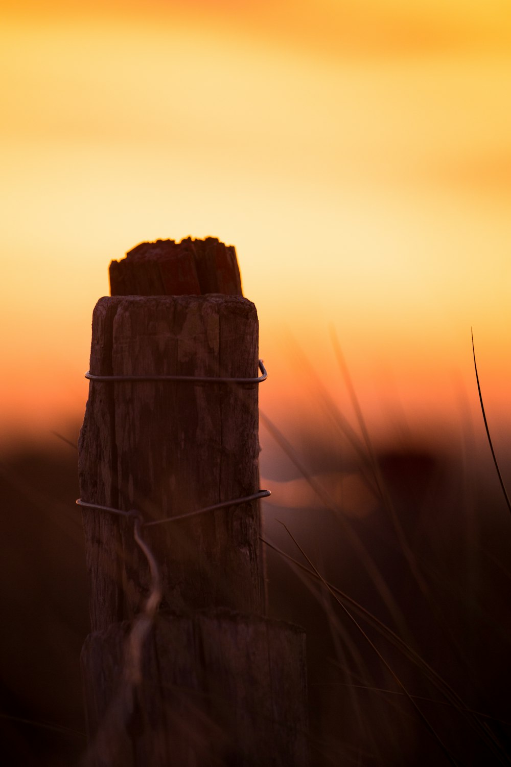 a bird perched on top of a wooden post