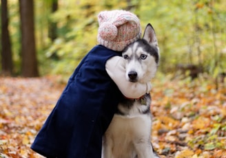 toddler hugging siberian husky