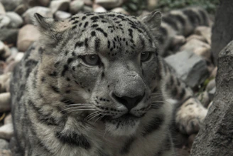 Snow leopard in its natural habitat with subtle digital tracking grids highlighting conservation efforts.