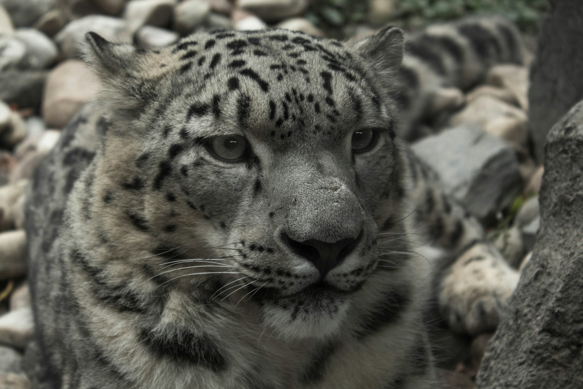 A close-up of a rare wildlife moment: a snow leopard poised gracefully on a rocky ledge in a remote mountain landscape.