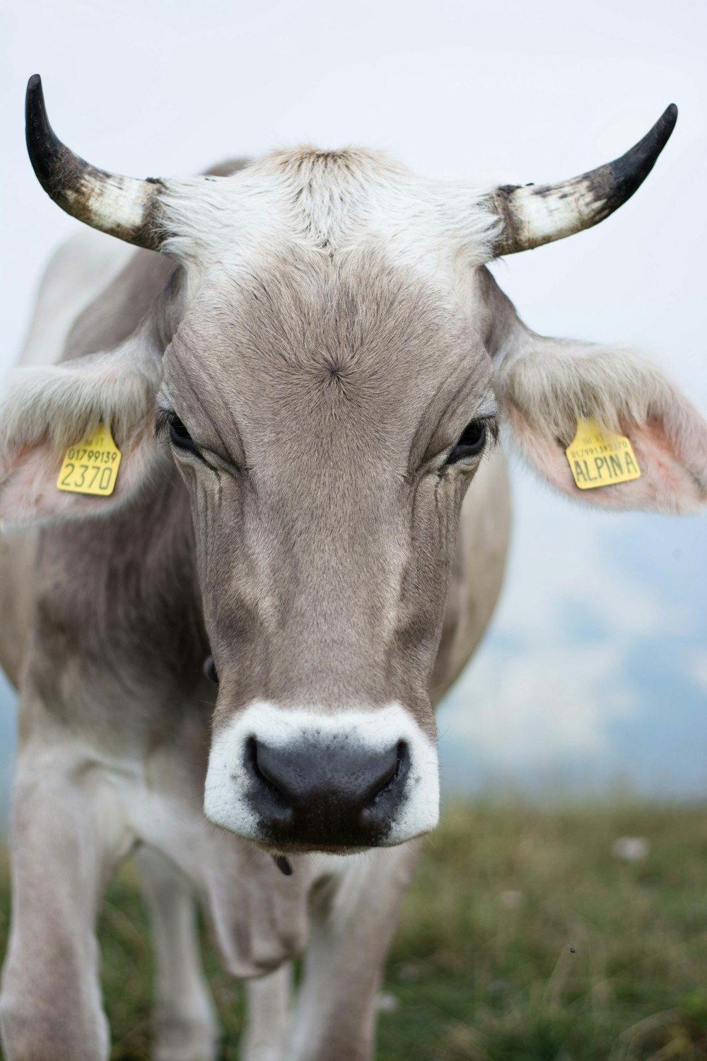 gray cow