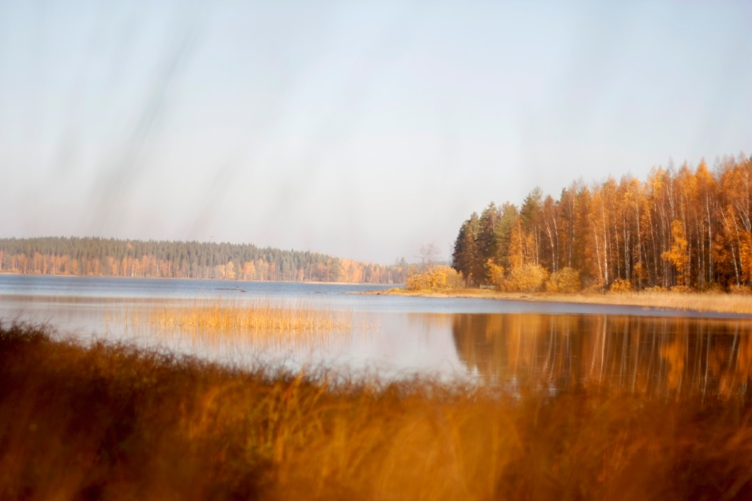 yellow trees by the lake