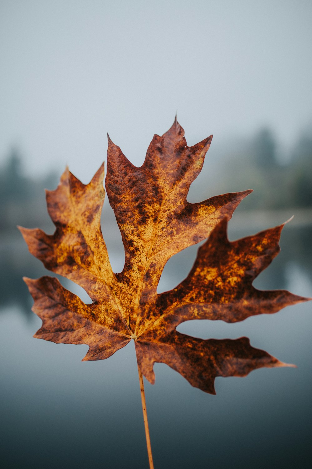 fallen maple leaf