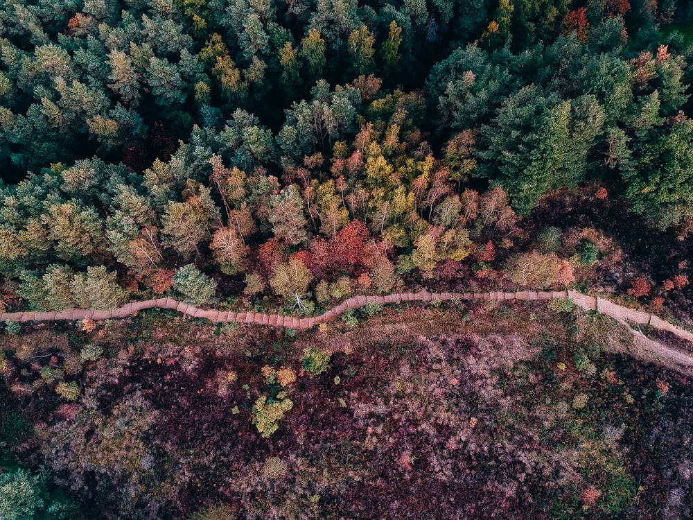 pathway surrounded by trees during day