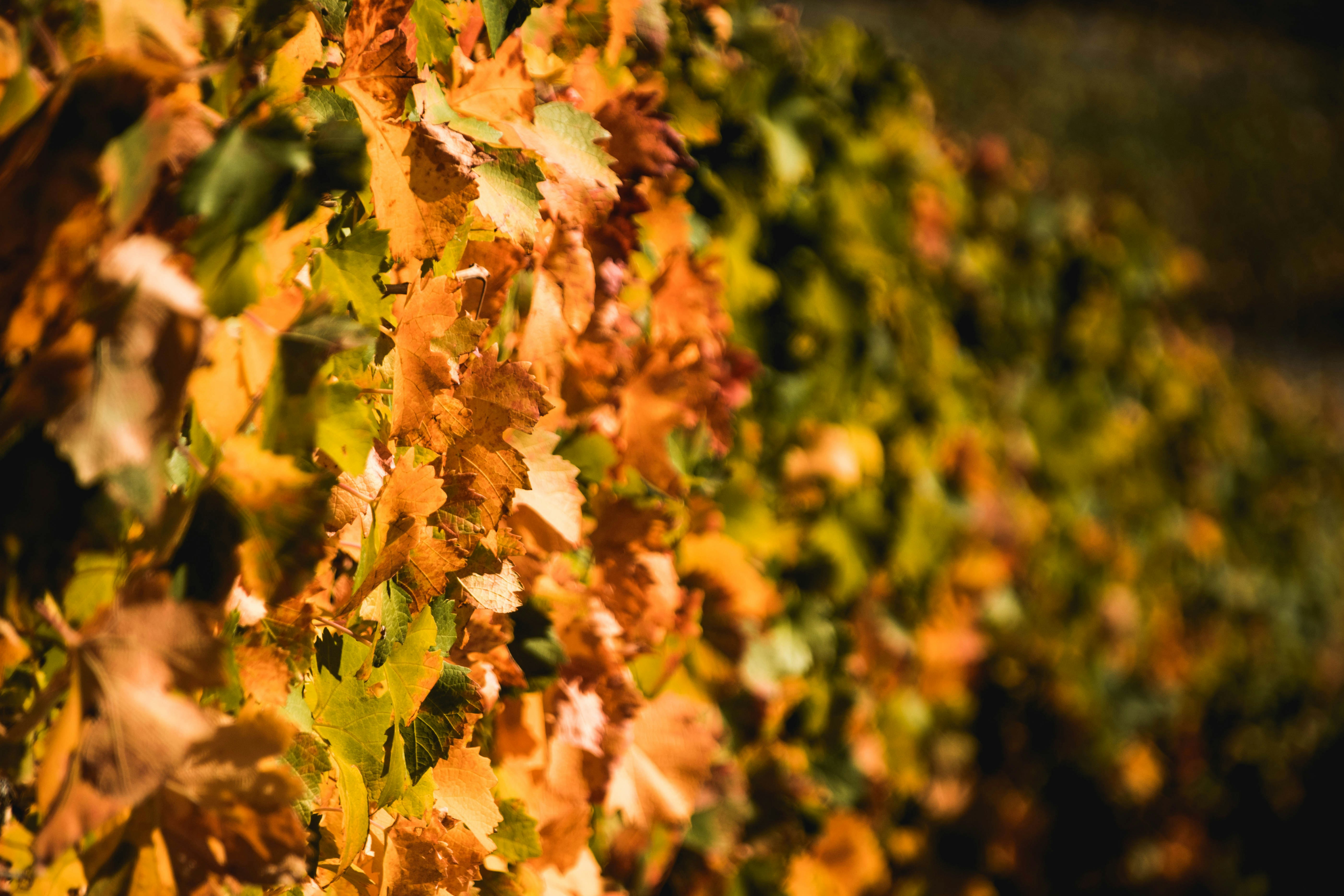 selective focus photography of maple leaf