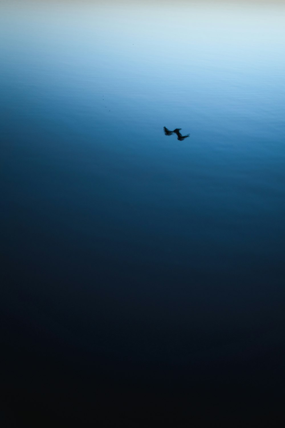 a couple of birds flying over a body of water