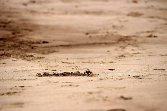 brown sand in Hana United States