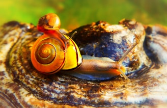 A vibrant digital artwork showcasing a collection of colorful, meme-inspired snails with playful expressions.