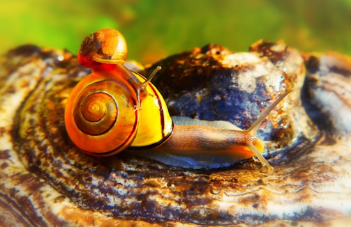 A vibrant digital artwork showcasing a collection of colorful, meme-inspired snails with playful expressions.