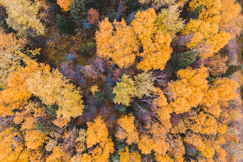 high angle photo of forest