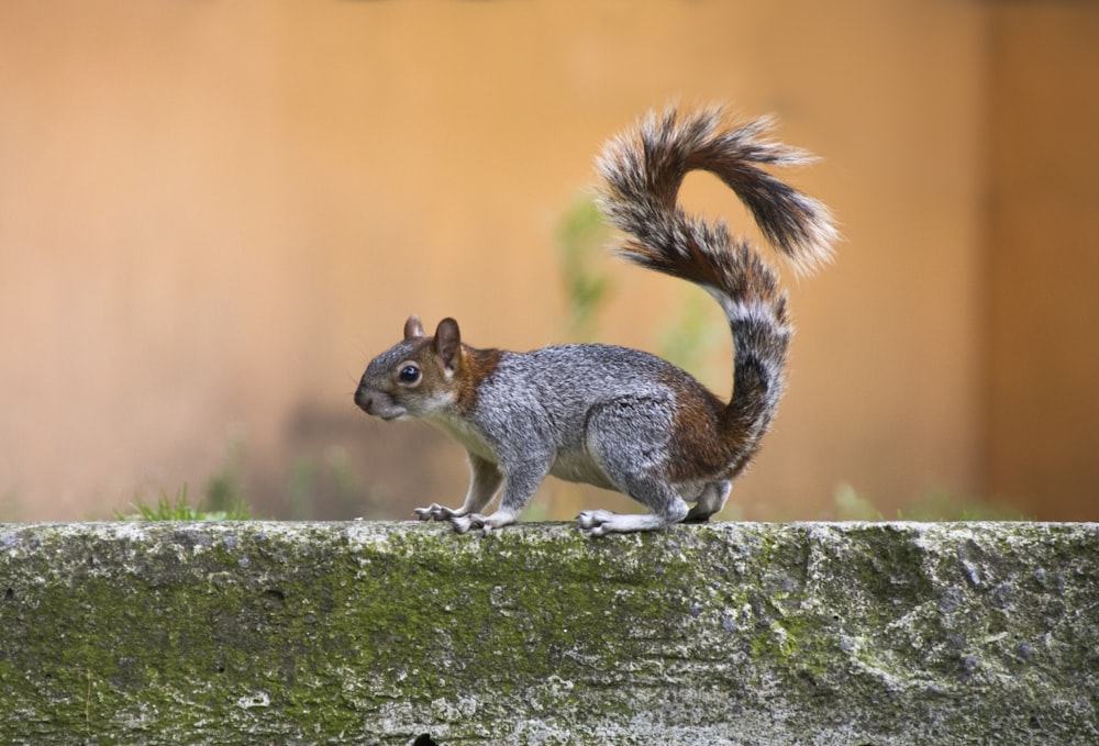 brown squirrel