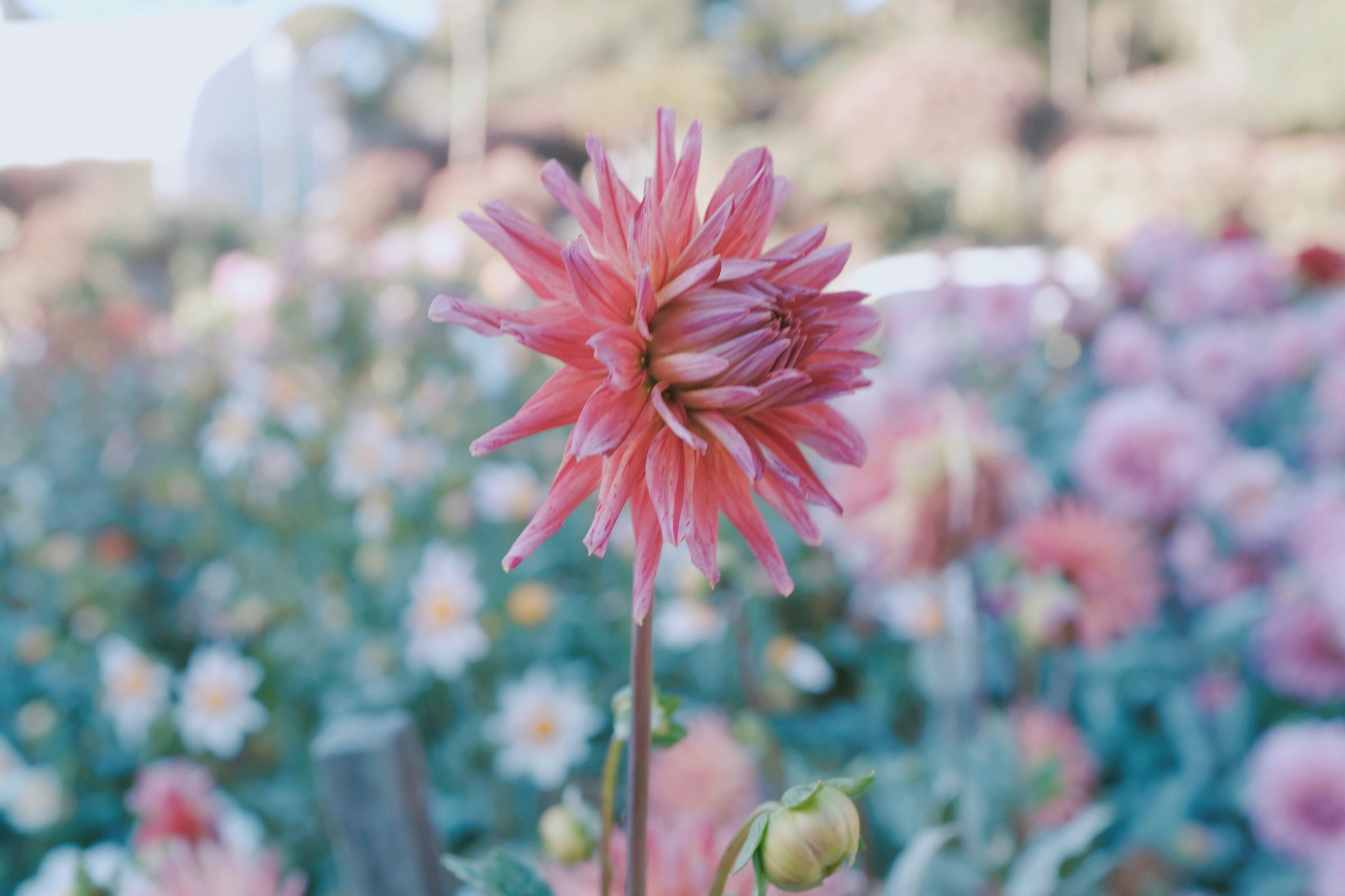 close up photography of pink petaled flower