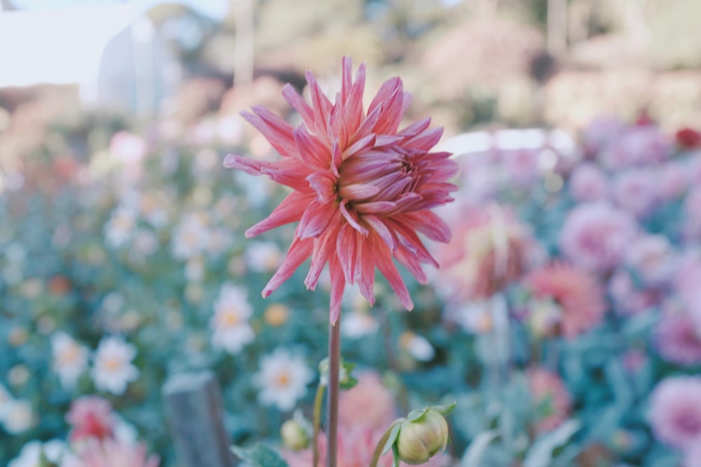 Fotografía de primer plano de flor de pétalos rosados