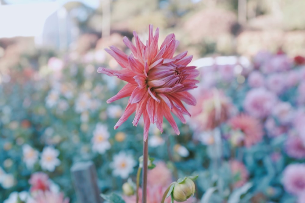 close up photography of pink petaled flower