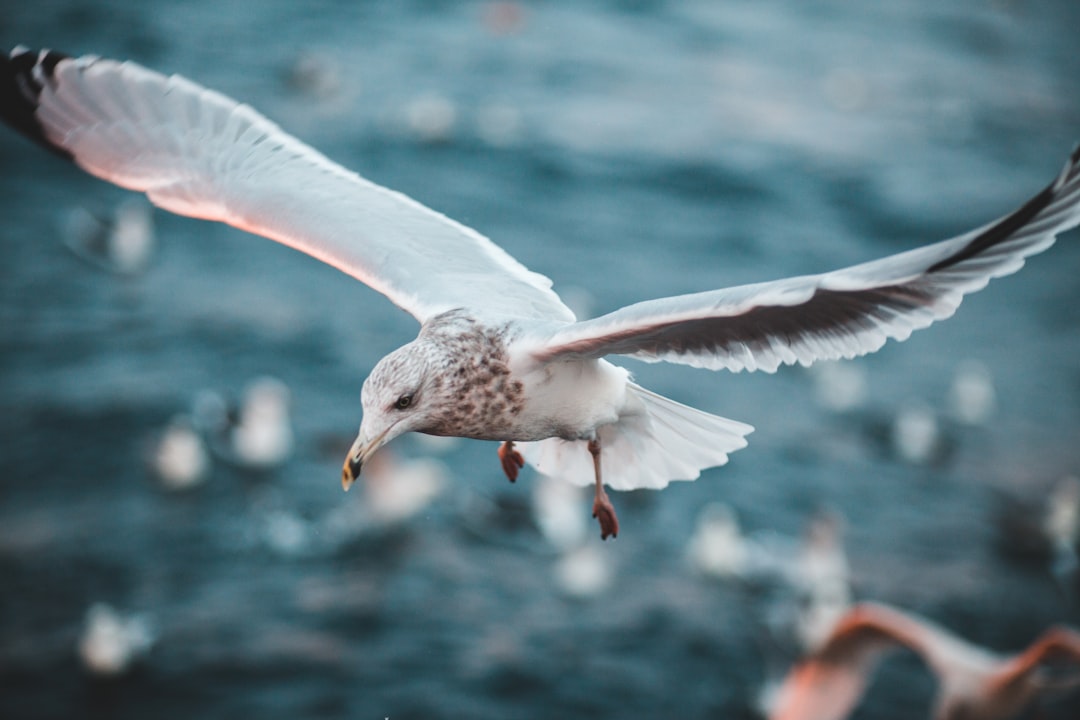 white bird during daytime