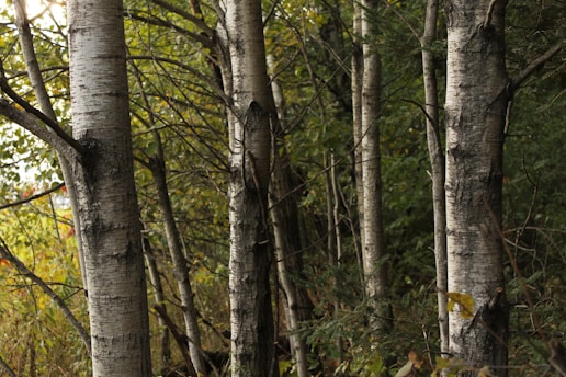 A serene birch forest scene with soft sunlight filtering through the leaves.