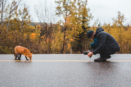 man taking photo of red fox in Springdale Canada