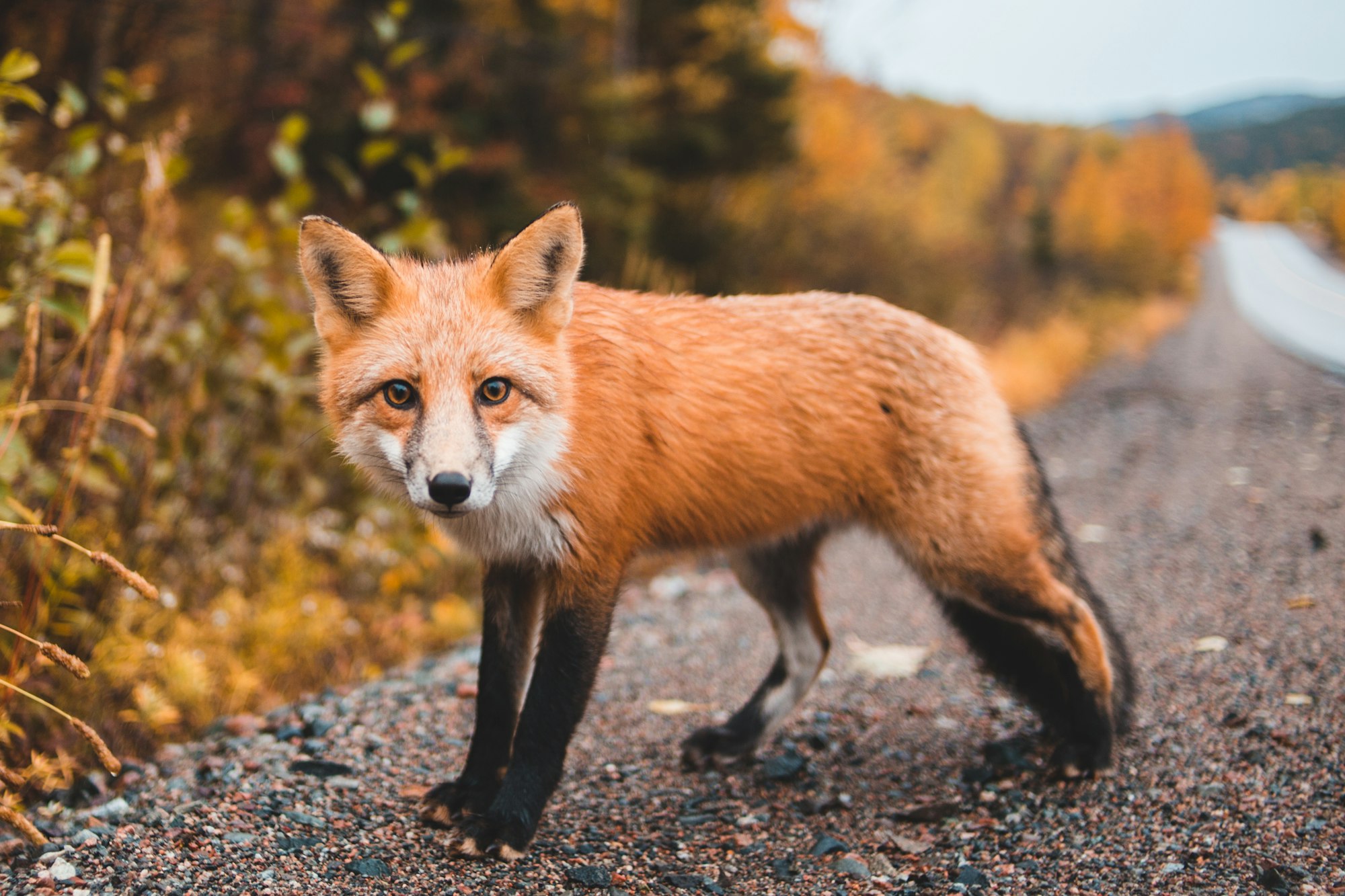 Domesticated foxes bred in an experiment to show how selective breeding affects physiology and phenotype