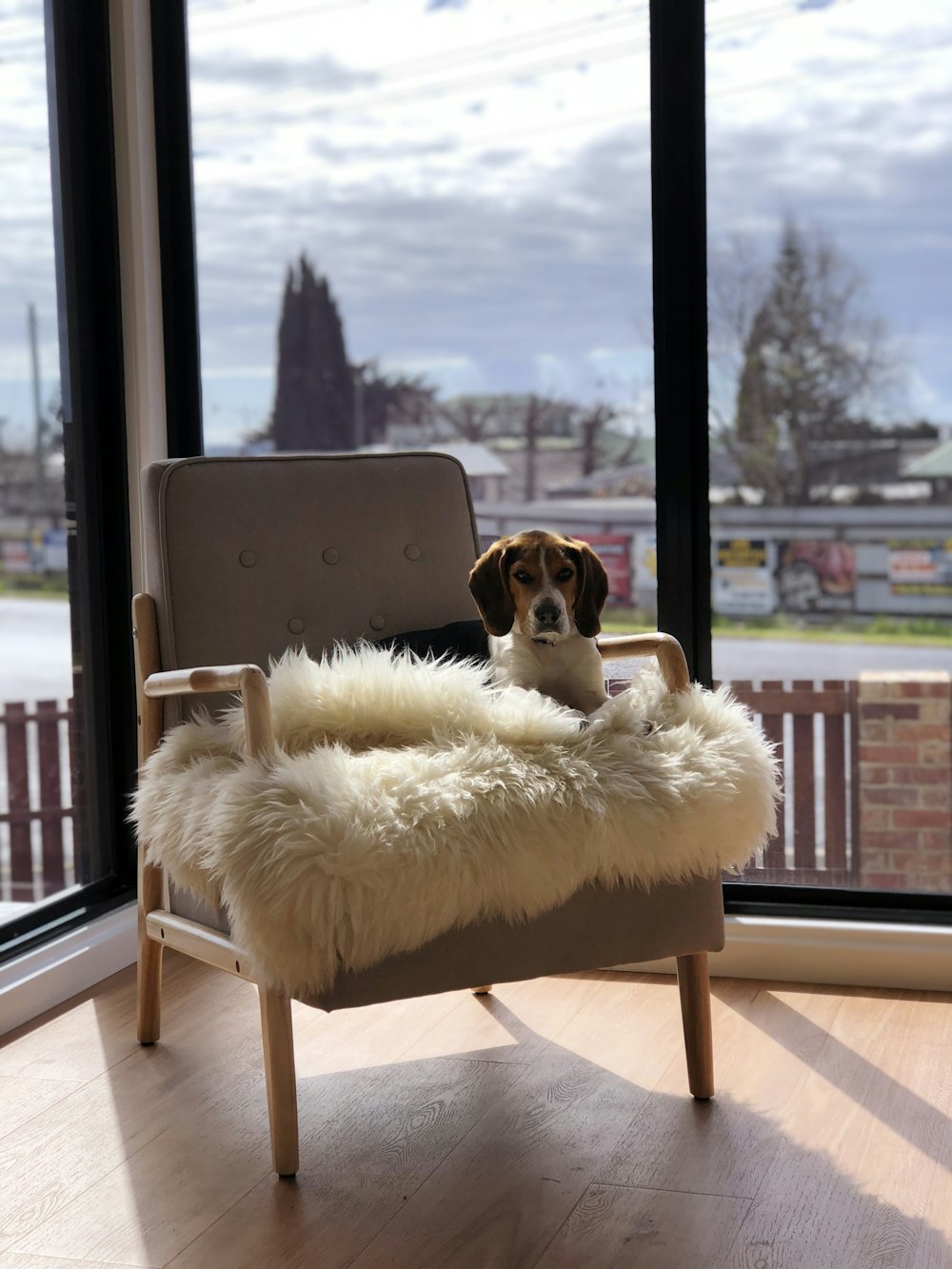 beagle lying on fur sofa chair