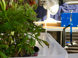 Still life of a lush pothos plant beside a sleek bioimpedance device on a lavender and white clinical table.