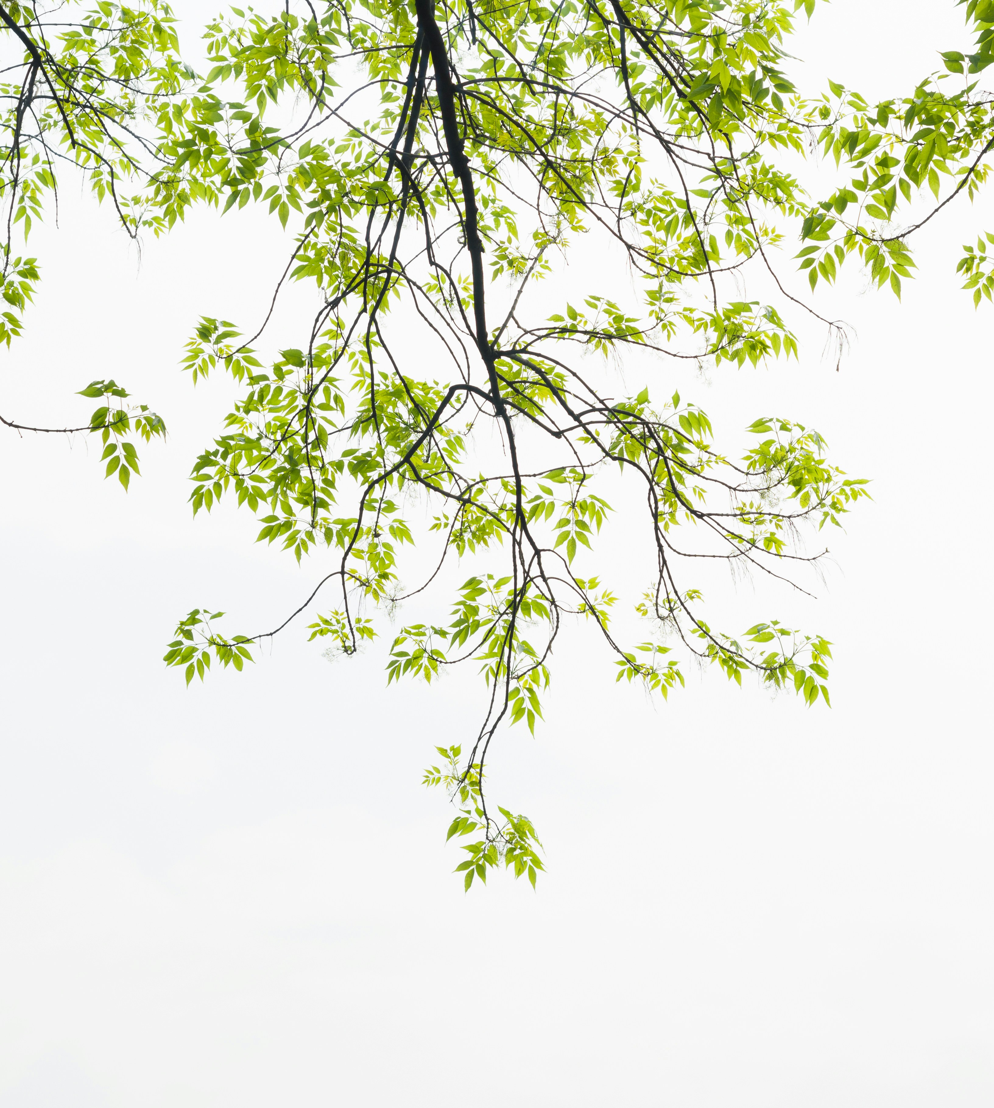 Photo by monicaduran