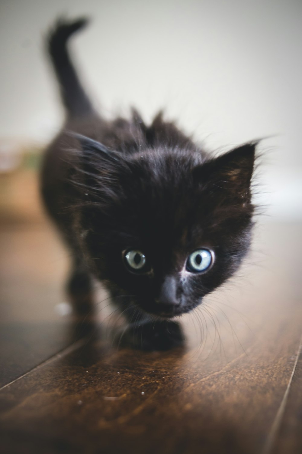 black kitten