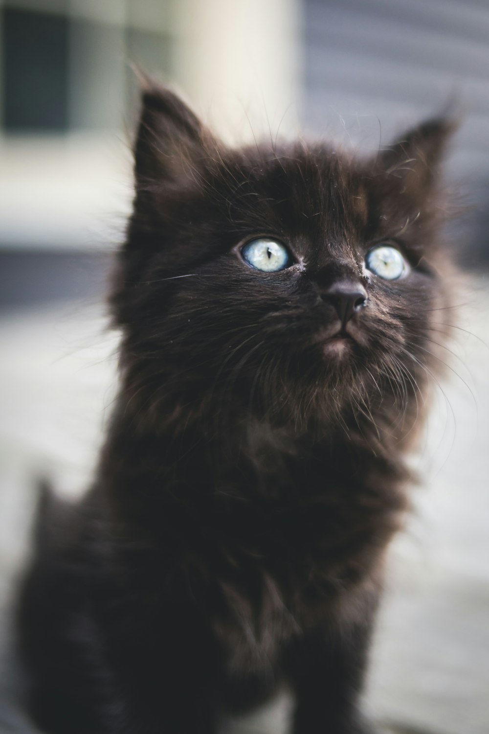 black kitten on white surface