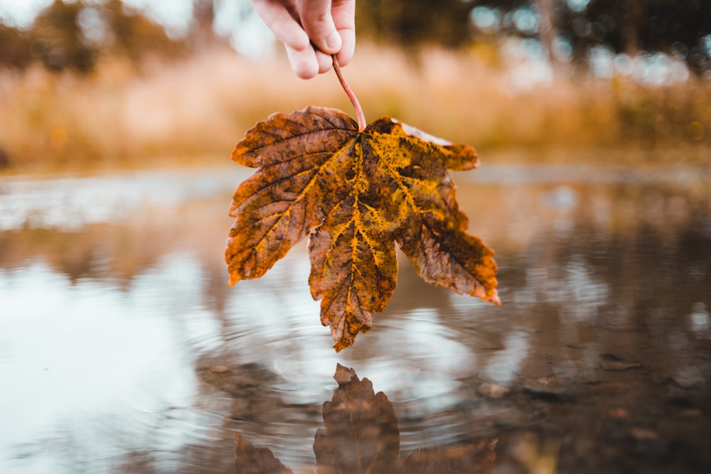 person holding brown maple leaf above body of water