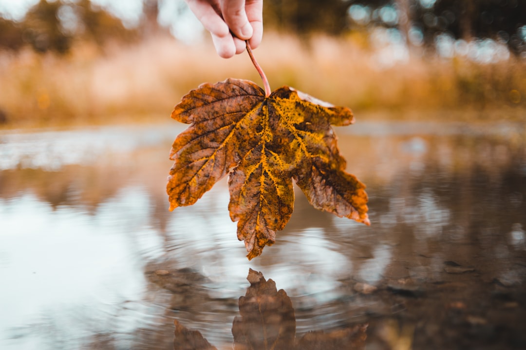 person holding brown maple leaf above body of water