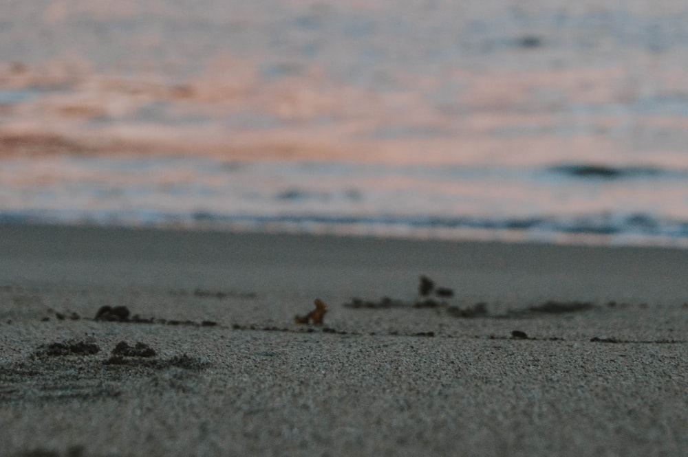 empty seashore during golden hour