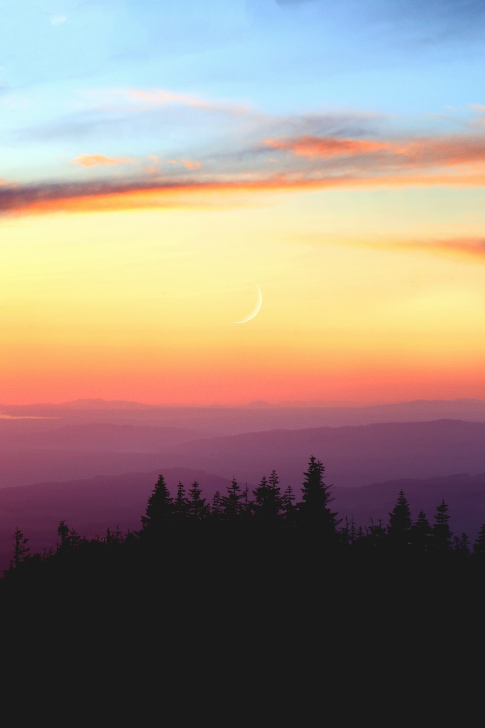 silhouette trees during sunse