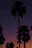 A vibrant sunset over Luanda's coastline with palm trees silhouetted against the colorful sky.