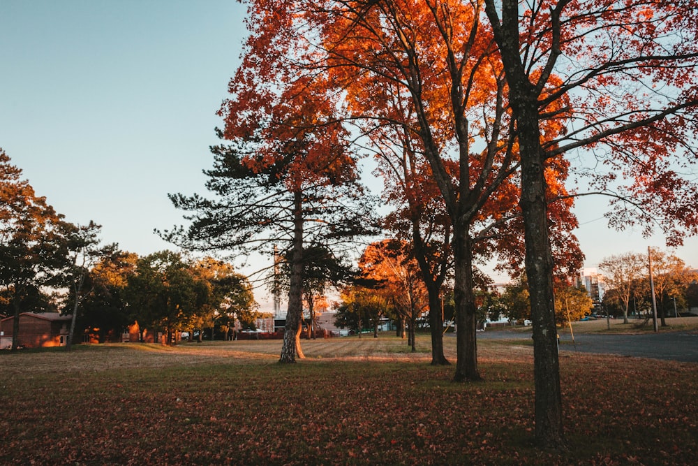 green and brown trees during daytime