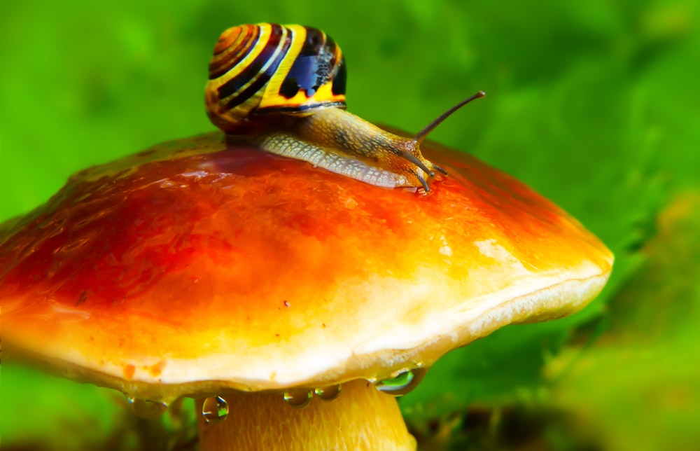 multicolored snail on top of mushroom