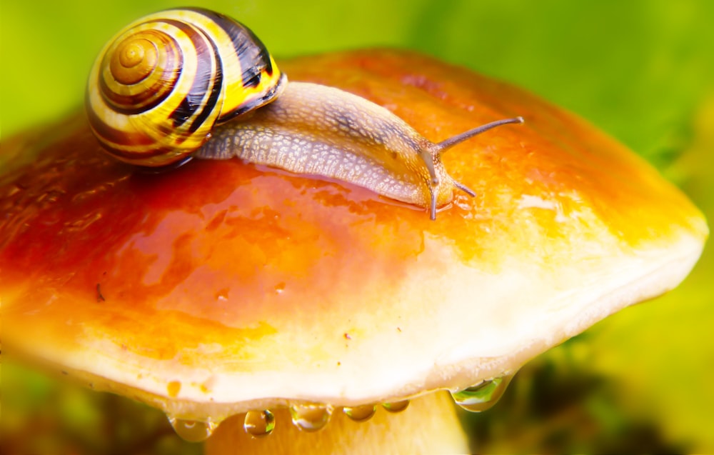 yellow snail on mushroom