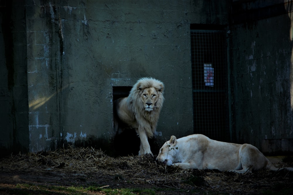 beige lion